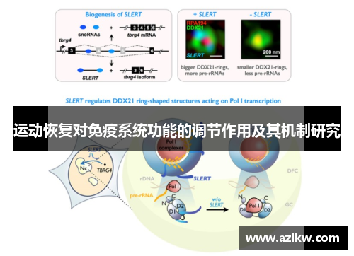 运动恢复对免疫系统功能的调节作用及其机制研究